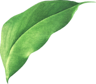 Leaf 1.png