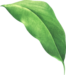 Leaf 2.png